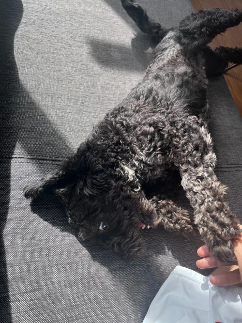 Negra