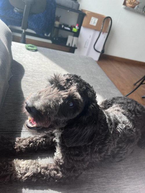 Negra