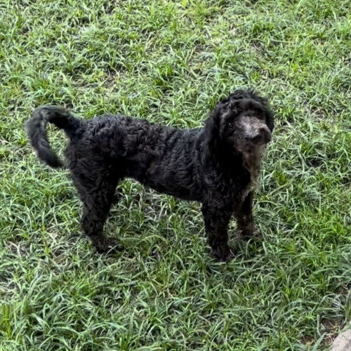 Negra