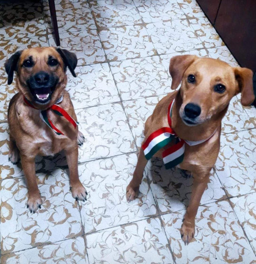 Bartolita Y Vainilla