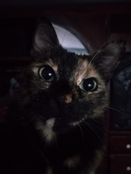 Michi