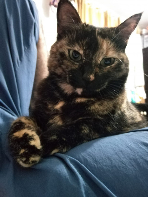 Michi