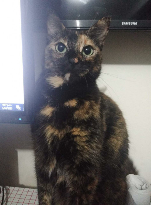 Michi
