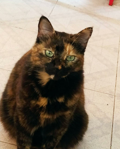 Michi