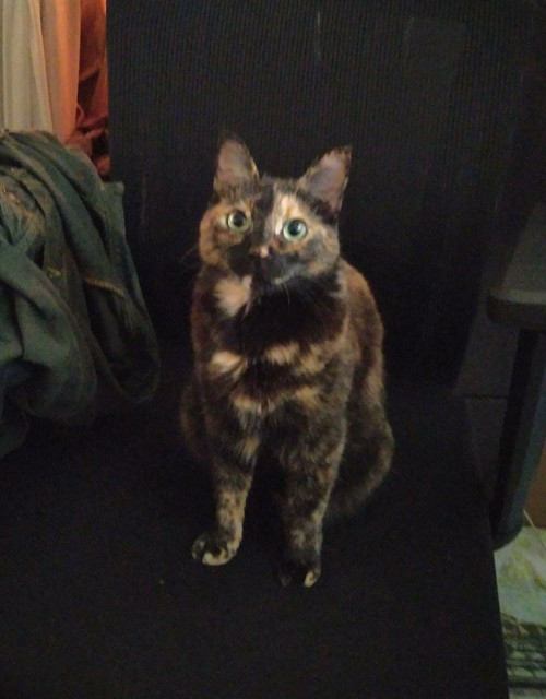 Michi