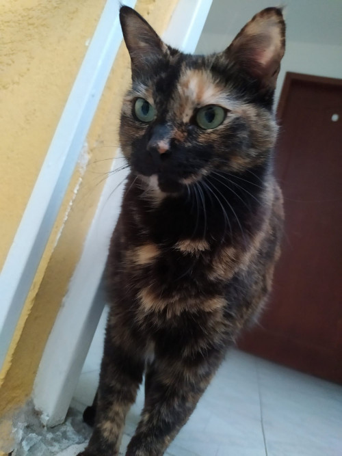 Michi