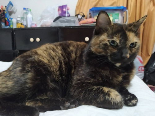 Michi
