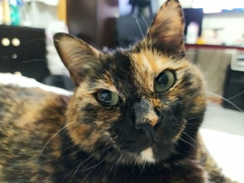 Michi