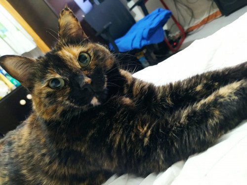 Michi
