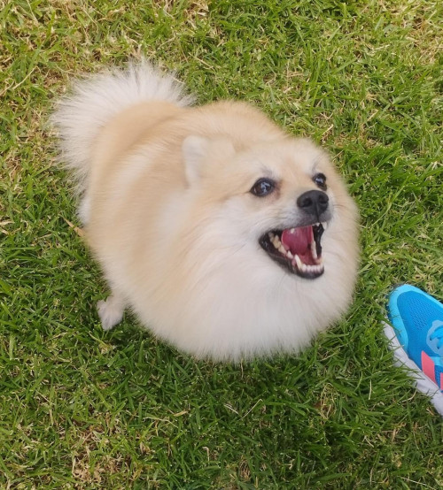 Chimuelo