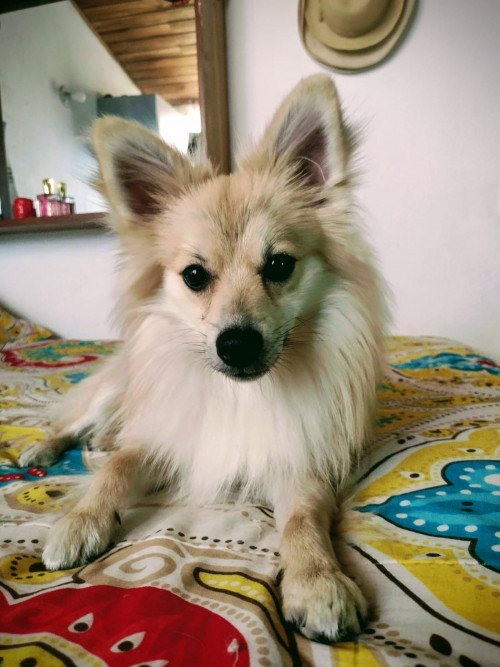 Chimuelo