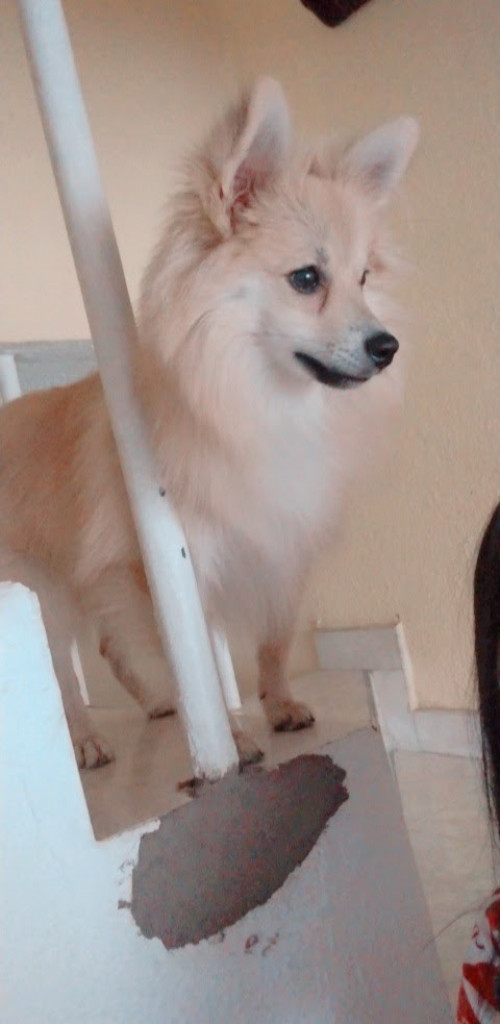 Chimuelo