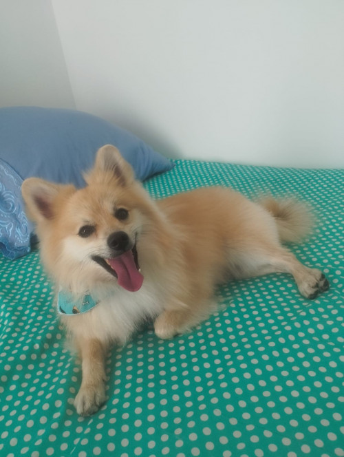 Chimuelo
