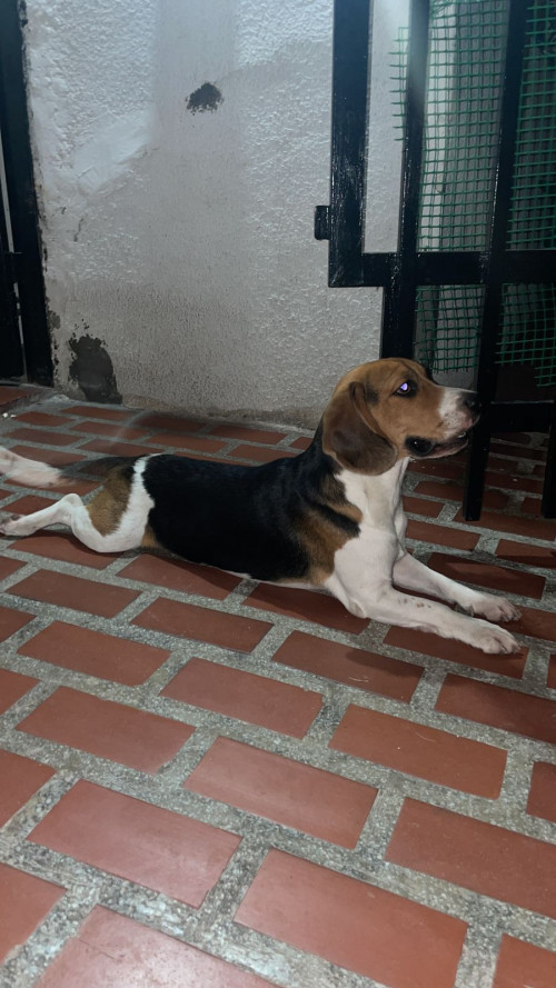 Tobby