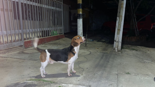Tobby