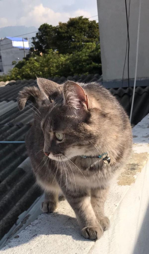 Misha