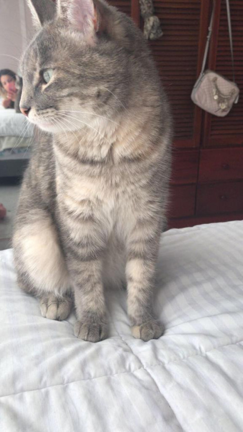 Misha