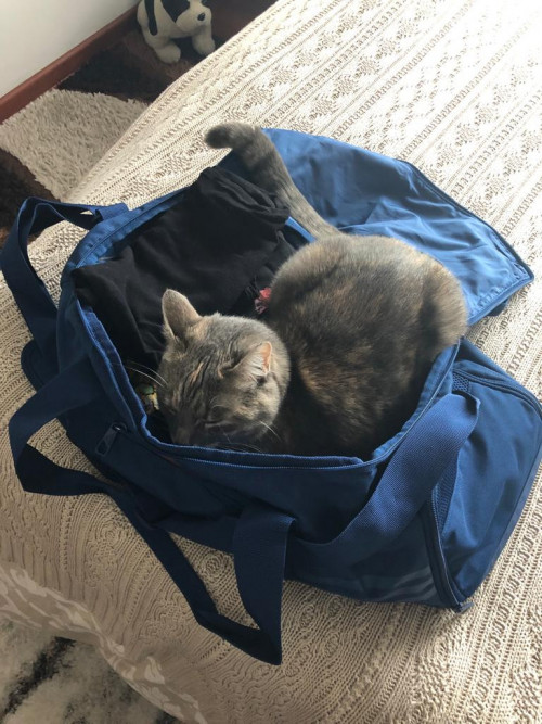 Misha