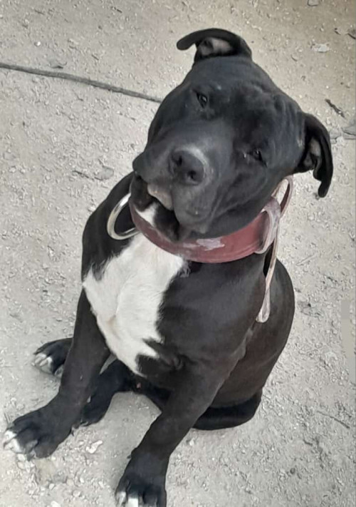 Gordo