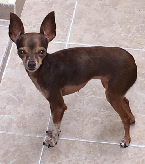 Canela