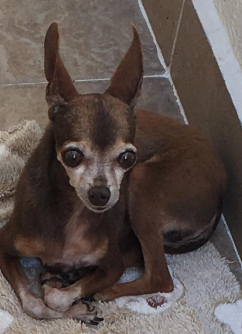 Canela