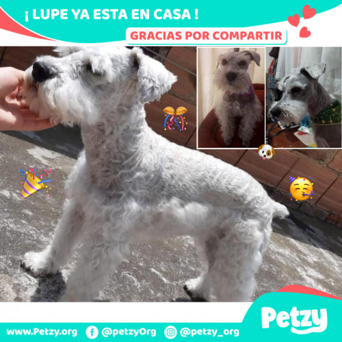 Foto de mascota Lupe