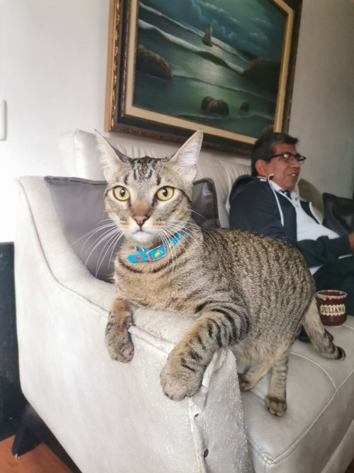 Canelo