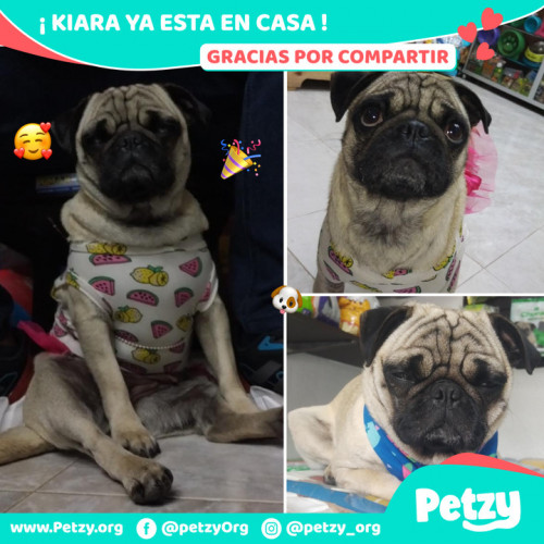 Foto de mascota Kiara