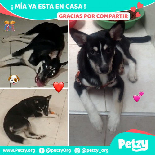 Foto de mascota Mía