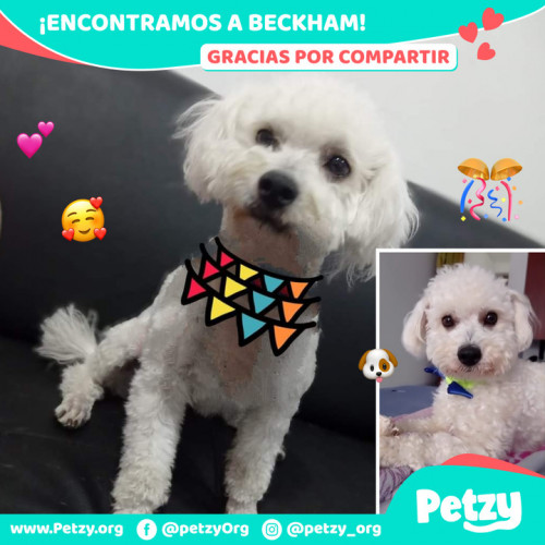 Foto de mascota Beckham