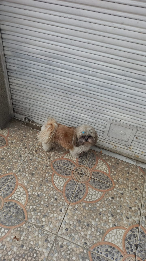 Muñeca
