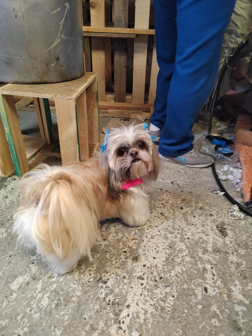 Muñeca