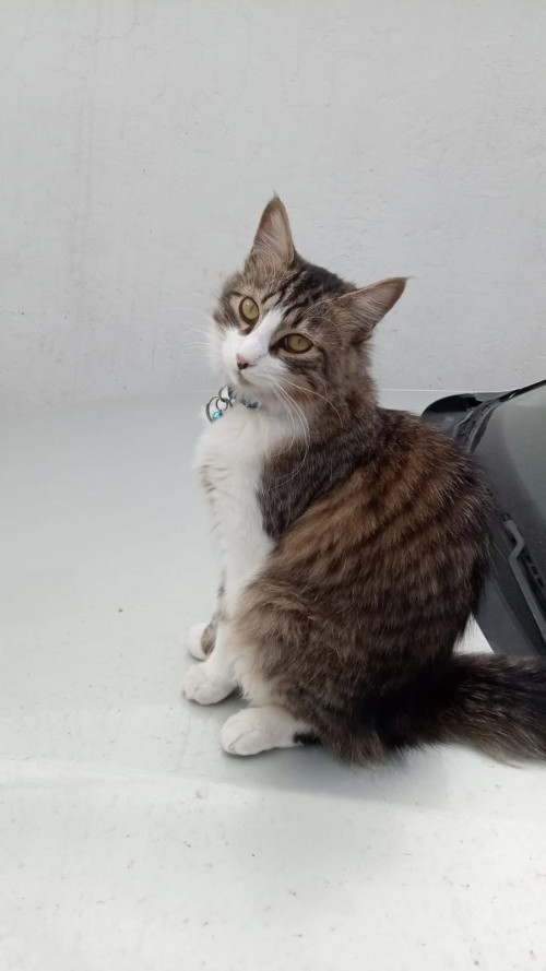 Benito
