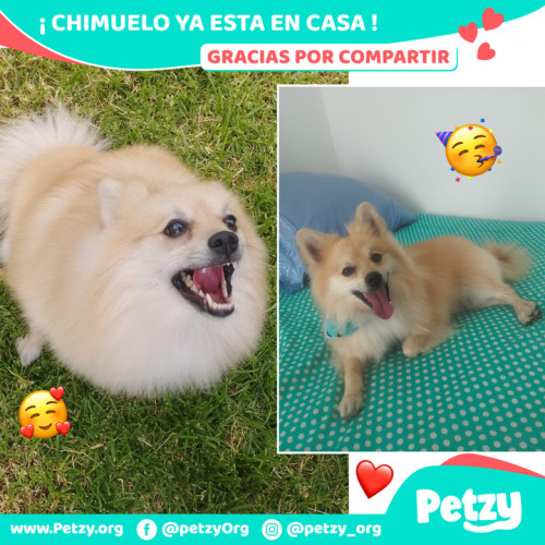Foto de mascota Chimuelo