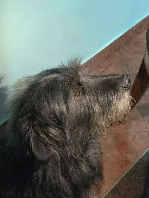 Junior
