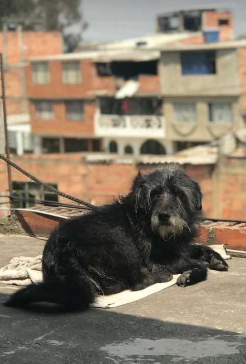 Junior