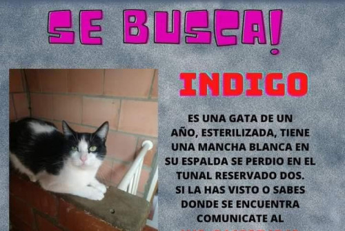 Indigo Y Ferrrari