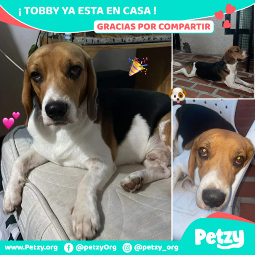 Foto de mascota Tobby