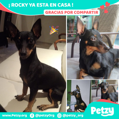 Foto de mascota Rocky