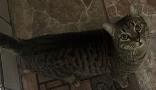 Michu