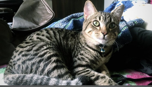 Michu