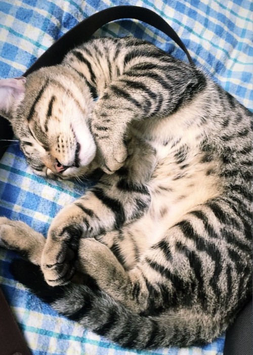 Michu