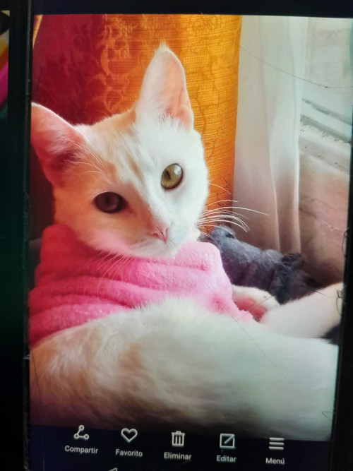 Isis