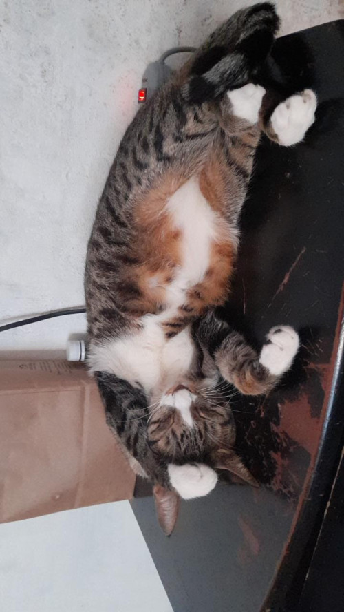 Infelix