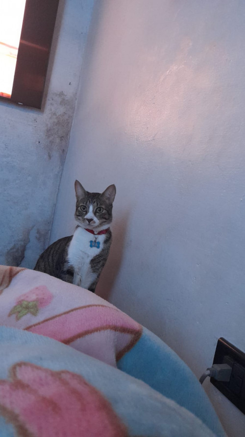 Infelix