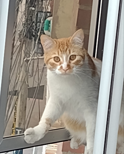 Milán