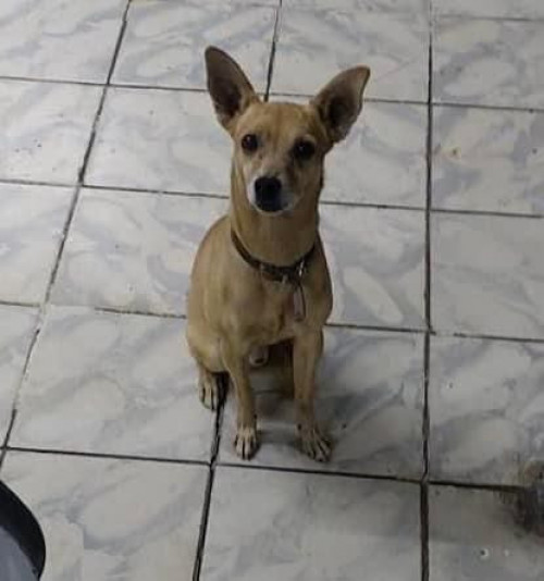 Petrito