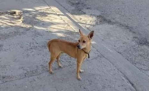 Petrito