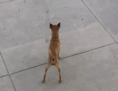 Petrito