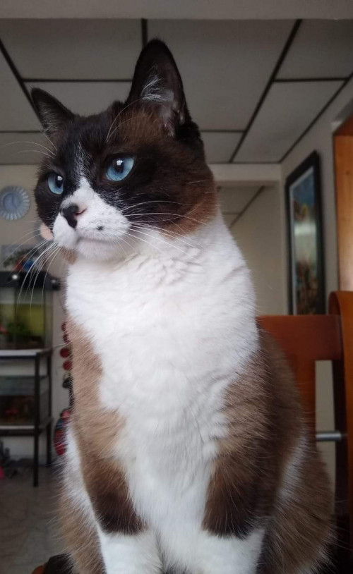 Cloe